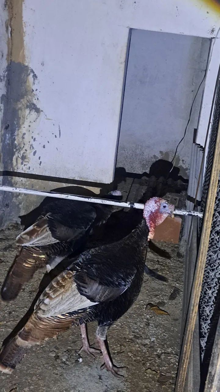 2 peru macho  - Foto 2