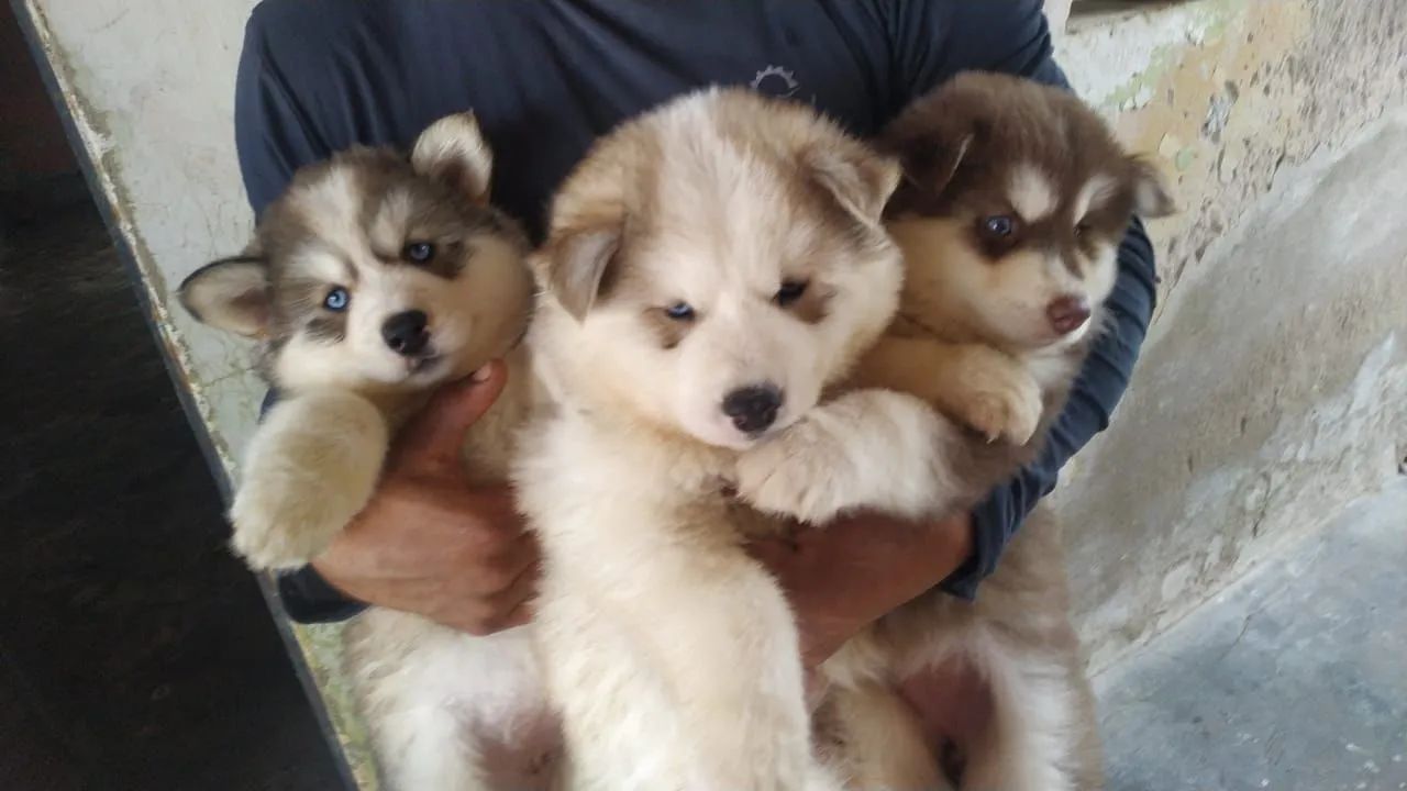 Filhotes de Husky siberiano  - Foto 4