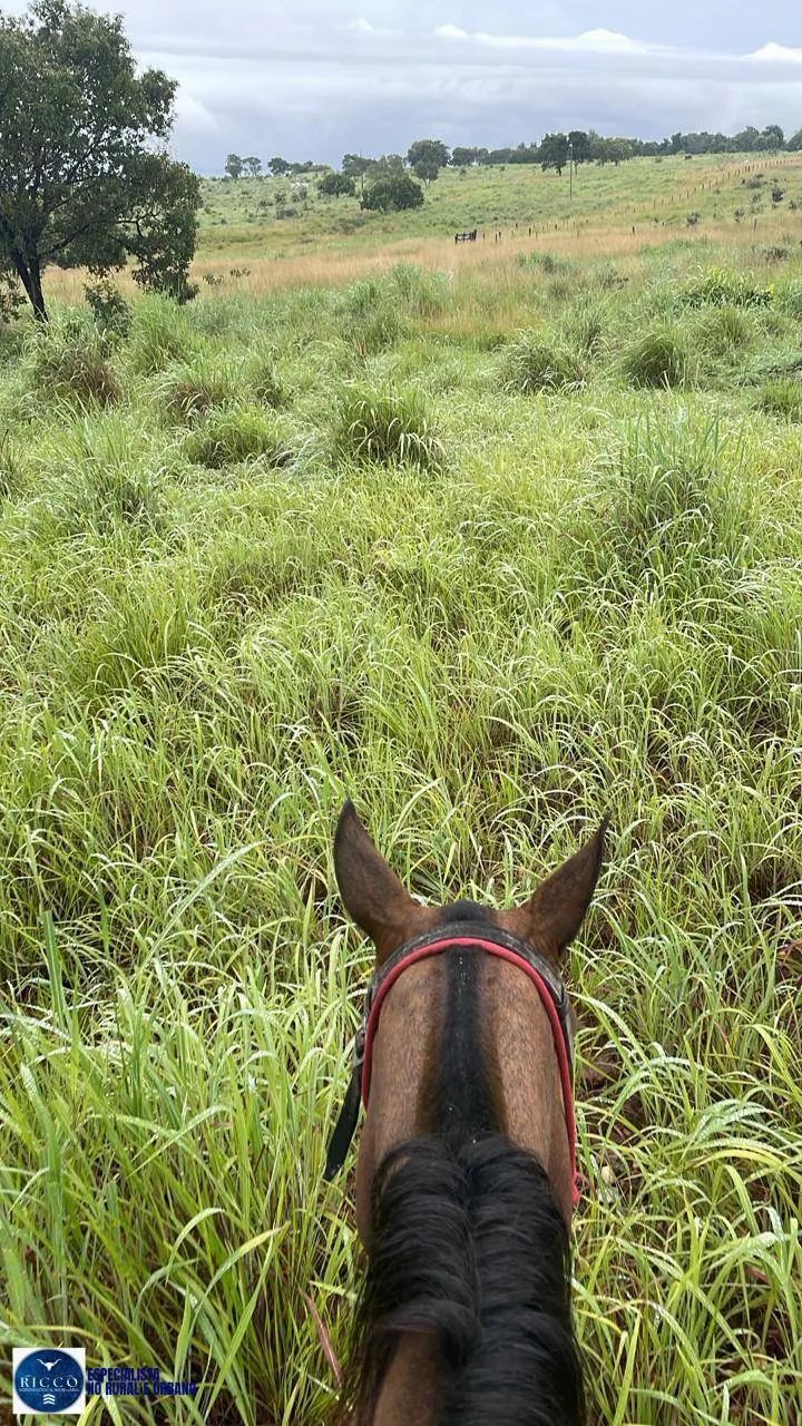 Fazenda à Venda em Nova Crixás  GO | 55 Alqueires | 100% formada - Foto 5