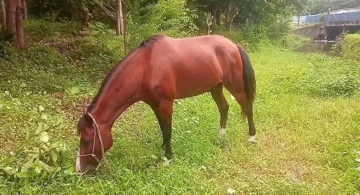 Cavalo a venda ! 