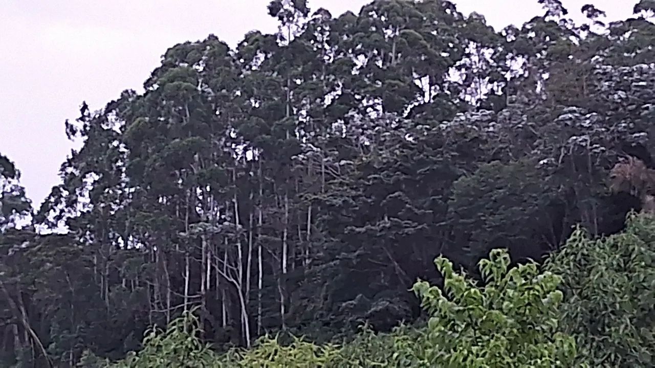 Chácara, sítio em santa maria de jetibá  - Foto 2