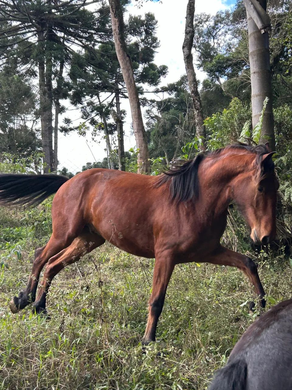 Cavalo - Foto 4
