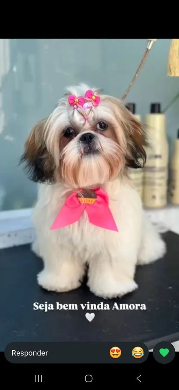 Banhista para as terças  - Foto 2