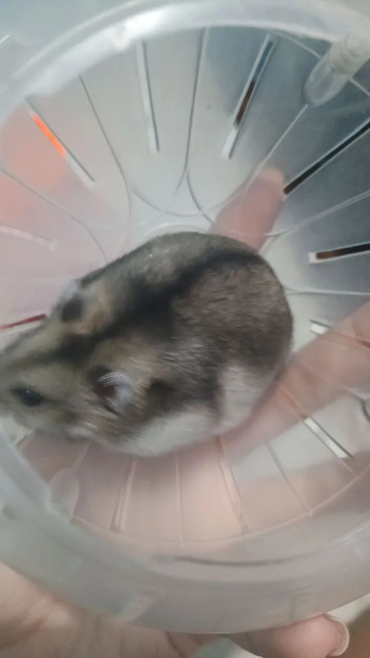 Hamster Anão russo fêmea 65048974763522121