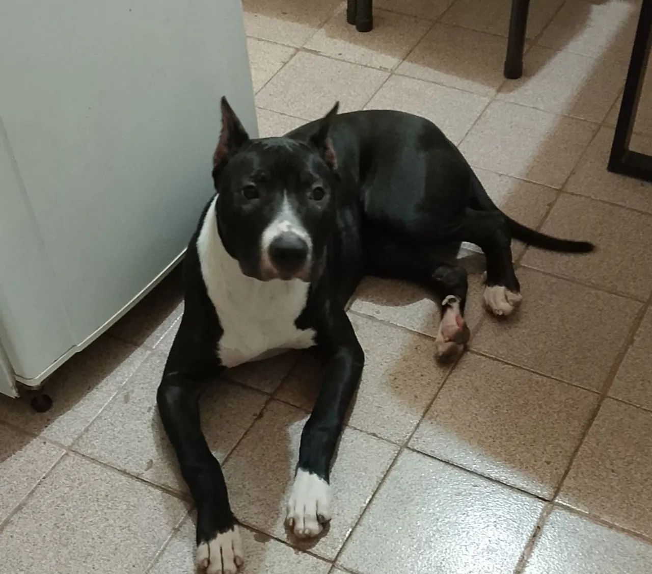 Doa-se Pitbull 