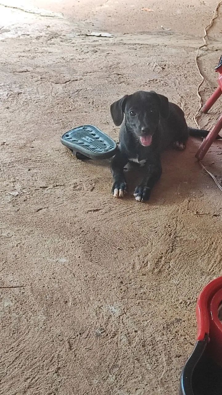 Doa se uma cachorrinha 