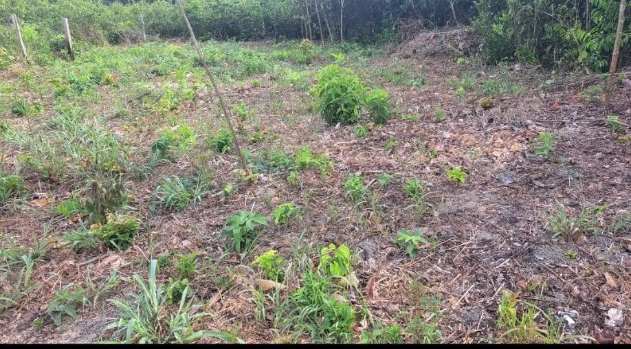 Terreno 10×30 - Foto 2