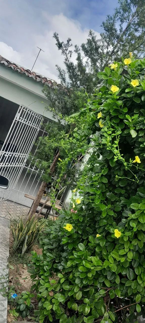 Casa pra alugar
