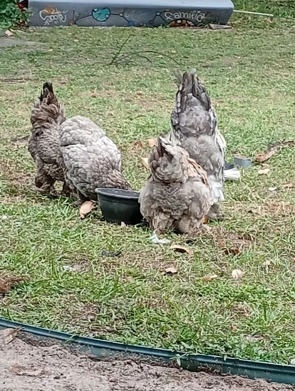 Galo e galinhas Brahma