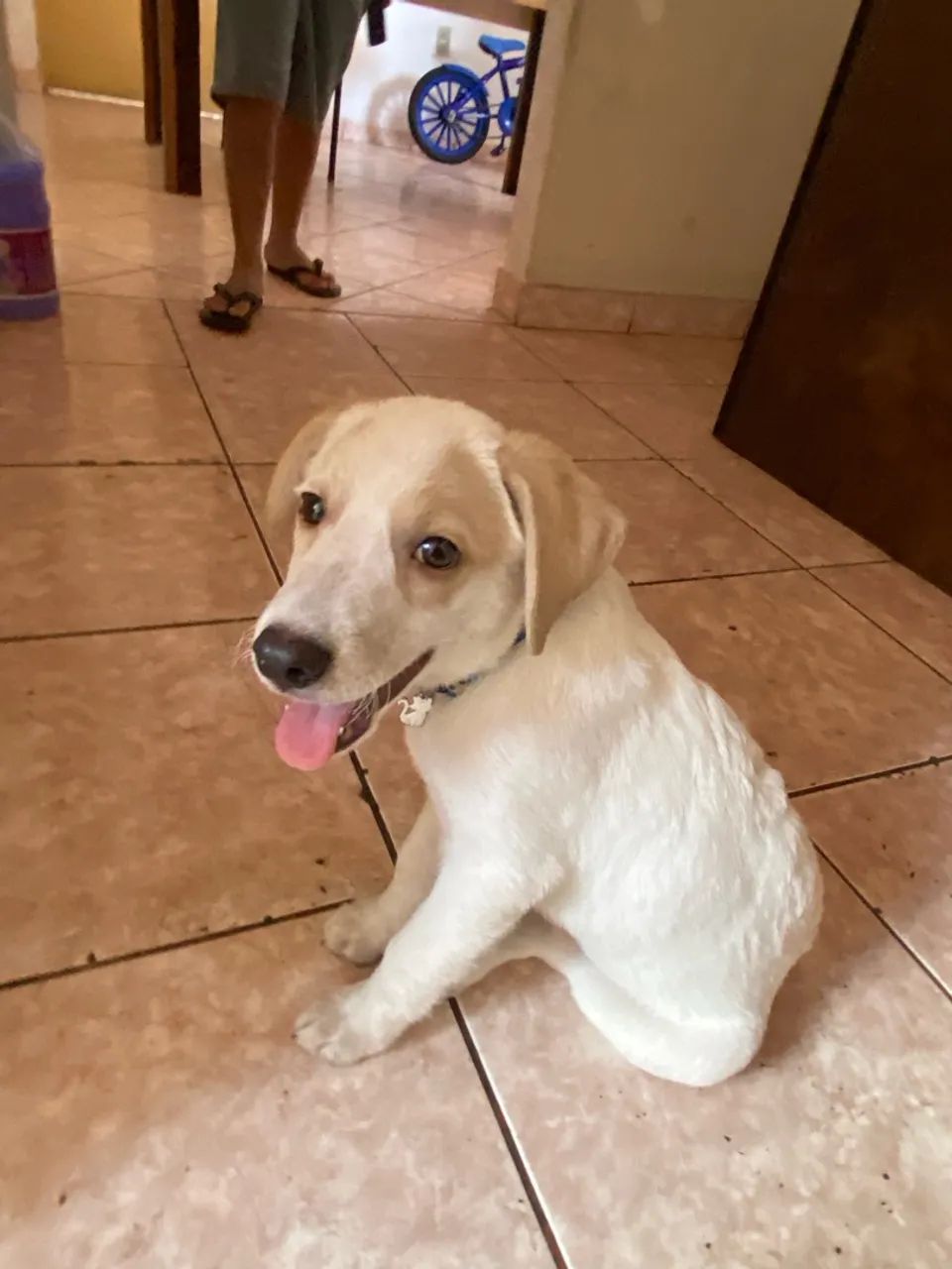 Cachorro para doação 