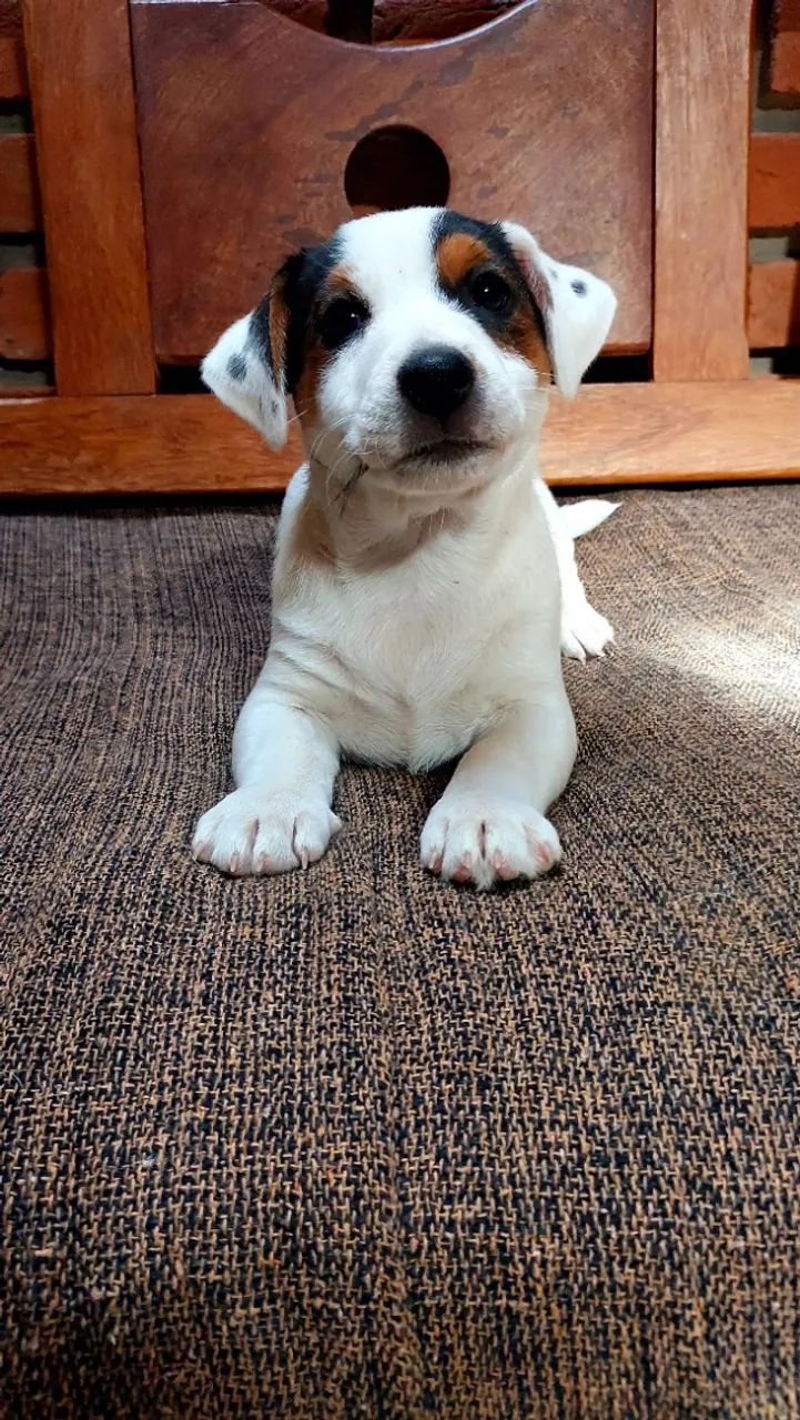Jack Russel Terrier  - Foto 4