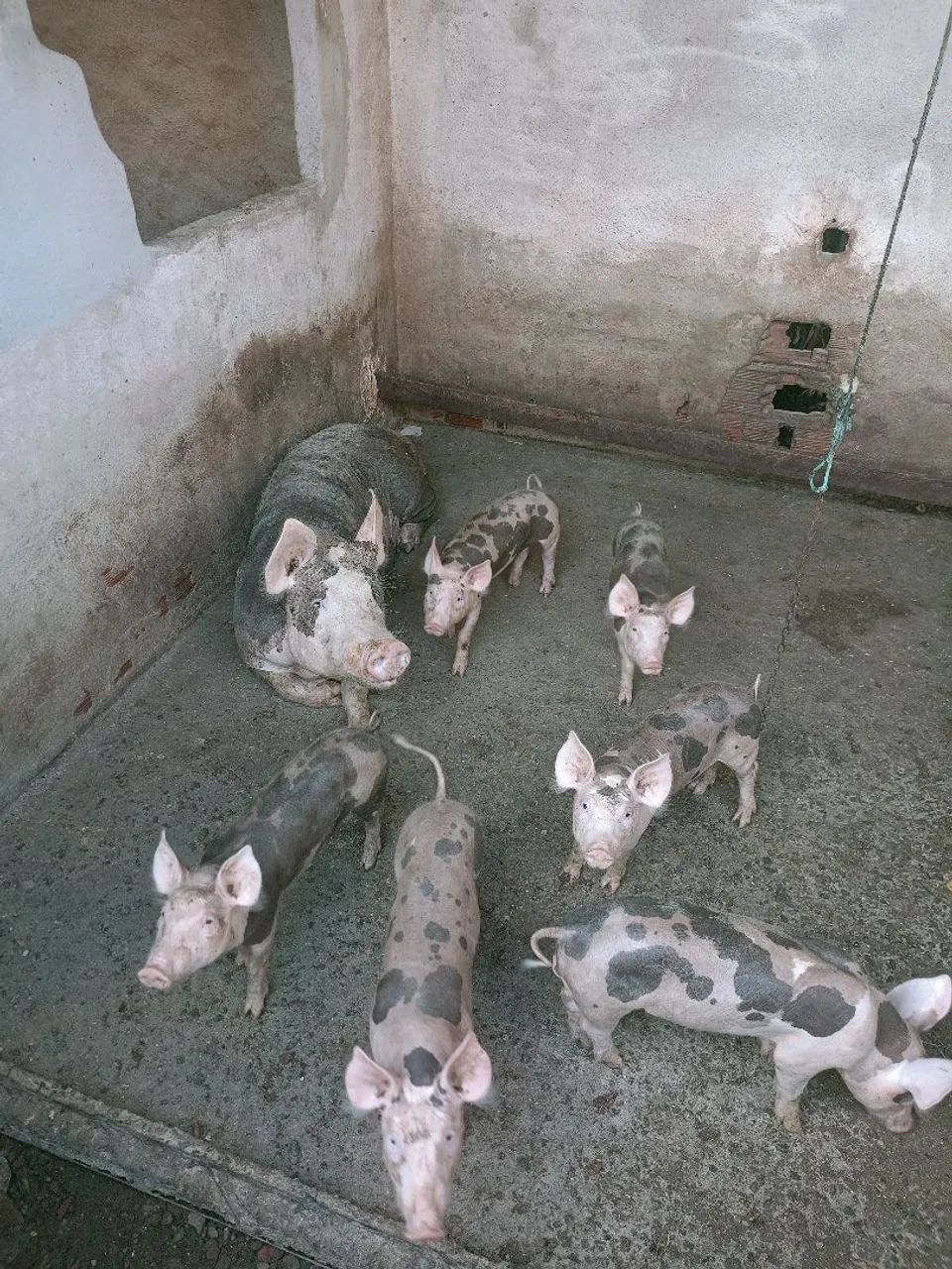 Porcos 
