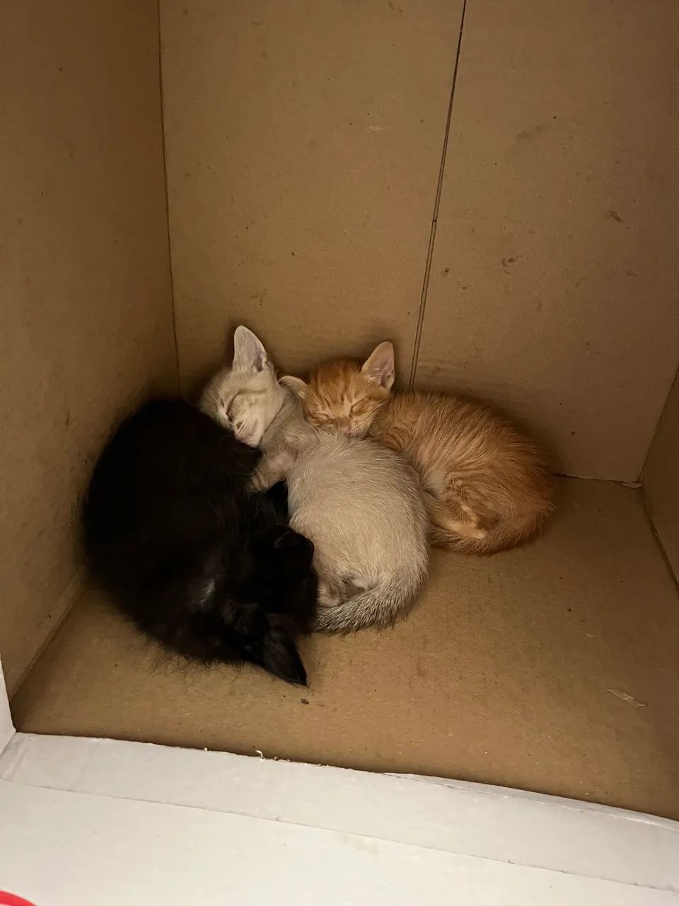 gato para doação - machos  - Foto 4