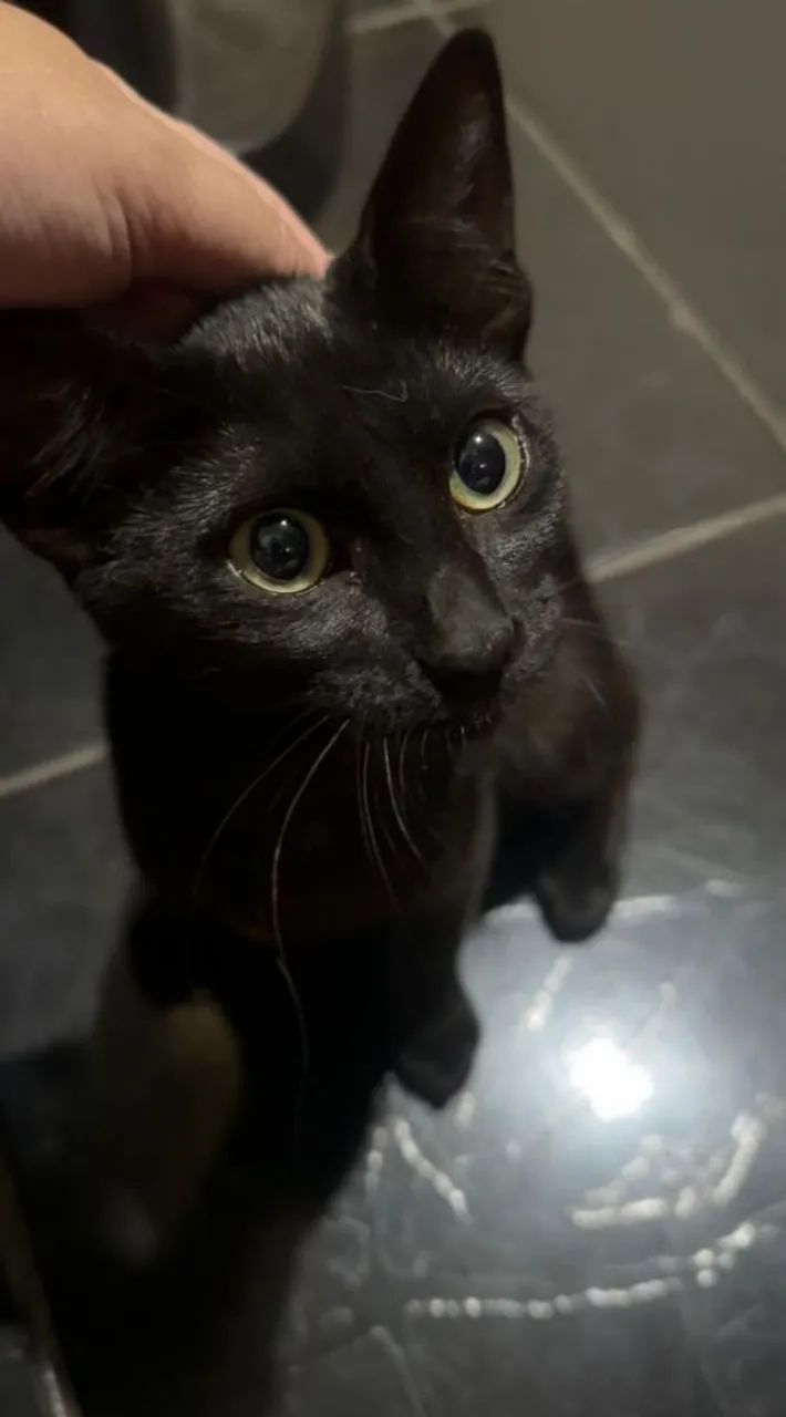 Doação gatinha Filhote  - Foto 3