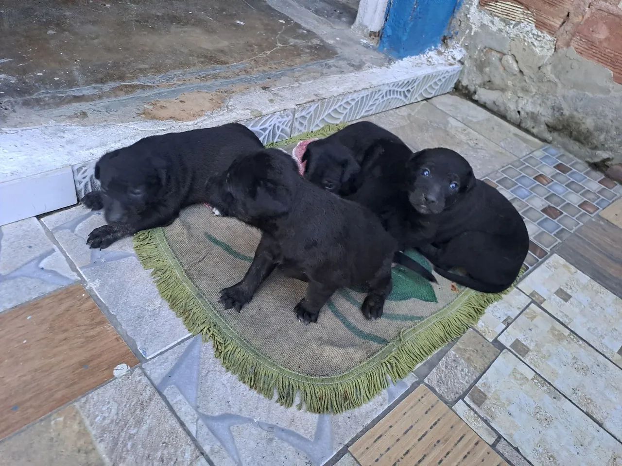 Doação Lindos filhotes misto pai labrador  - Foto 5