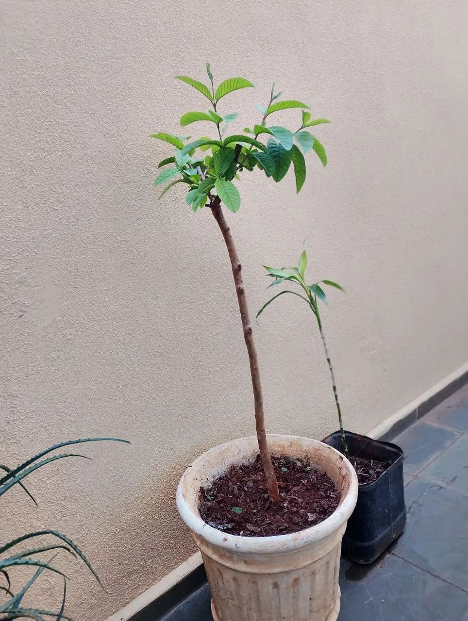 Muda de Goiaba  - Foto 2