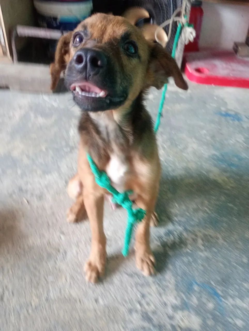 Cachorro  - Foto 2