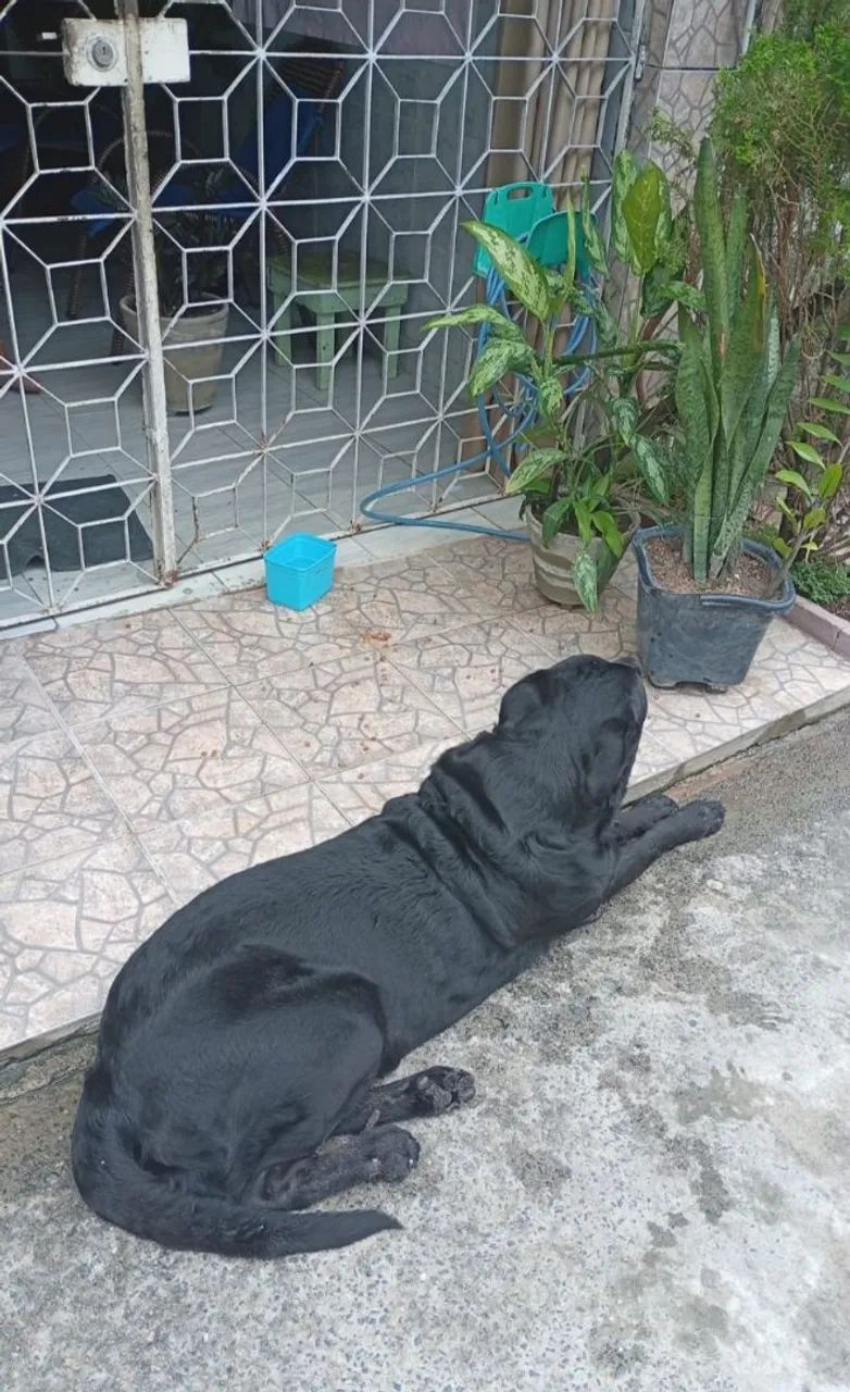 LABRADOR - Foto 4