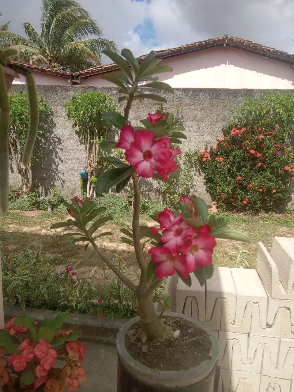 Plantas decorativas  - Foto 2