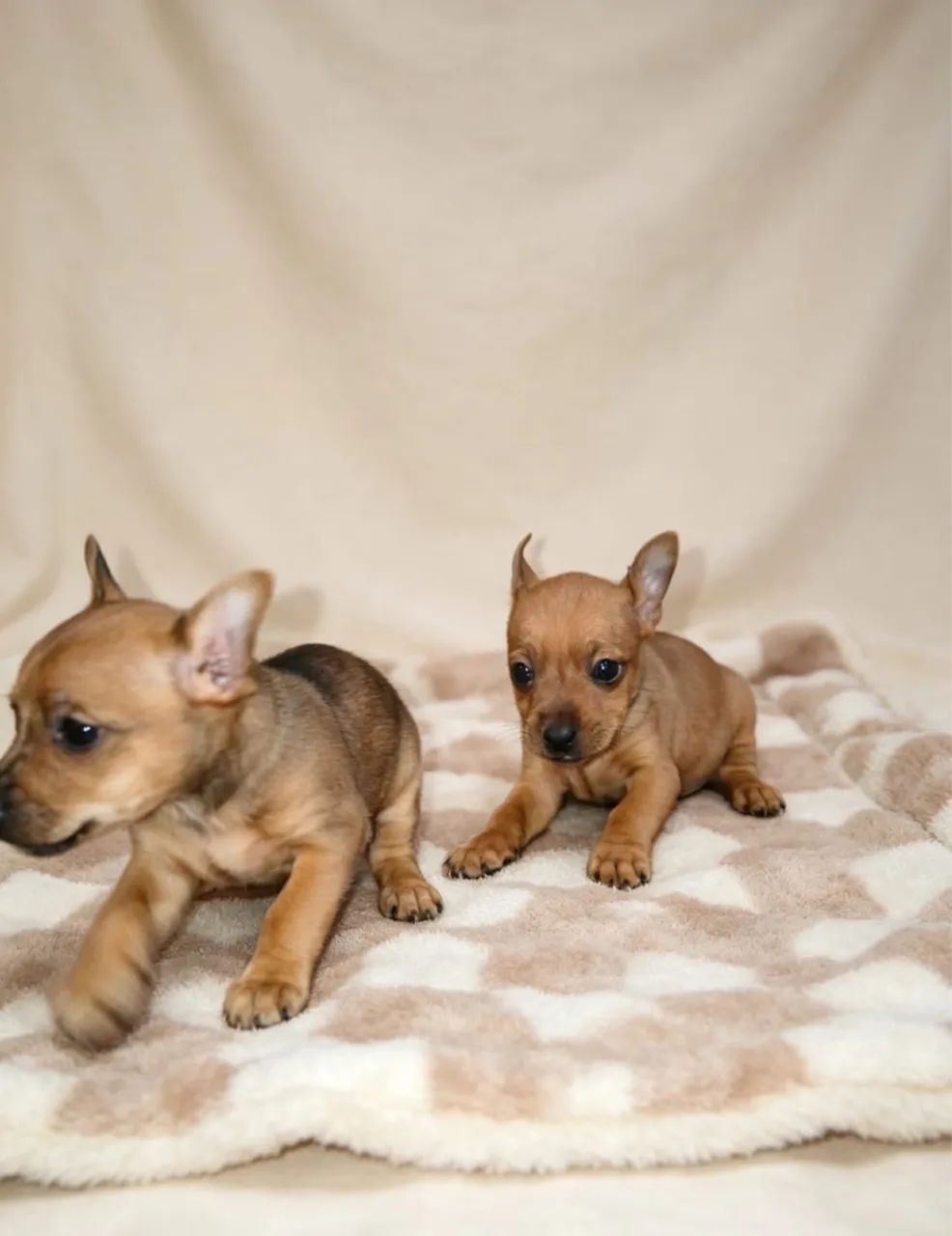 Pinscher fofo 