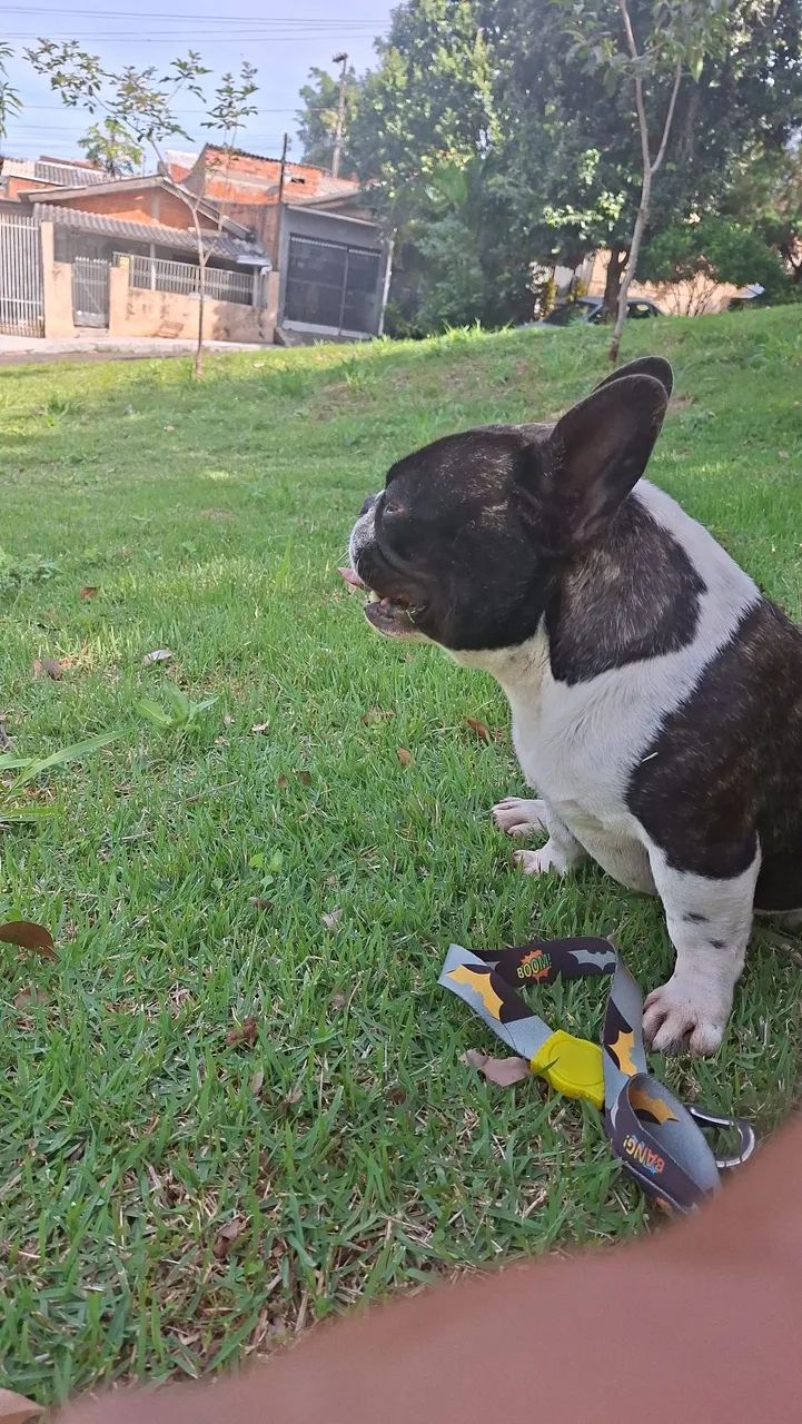 Buldogue francês mini procuro namorada - Foto 4