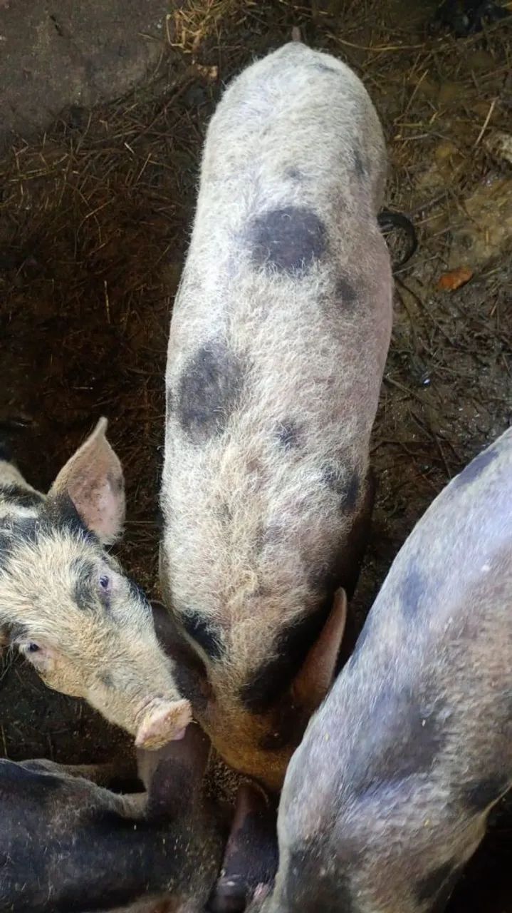 Leitões a venda  - Foto 5