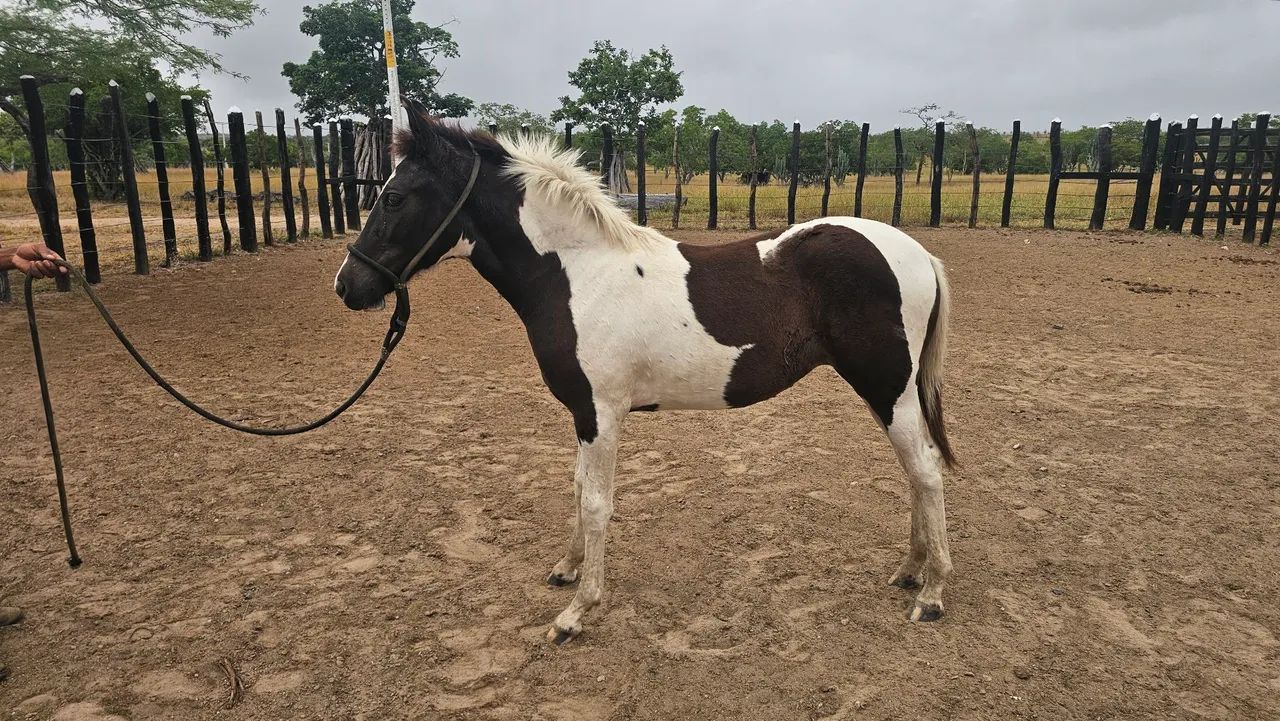Vendo potra pampa de preto mestiça de Mangalarga - Foto 2