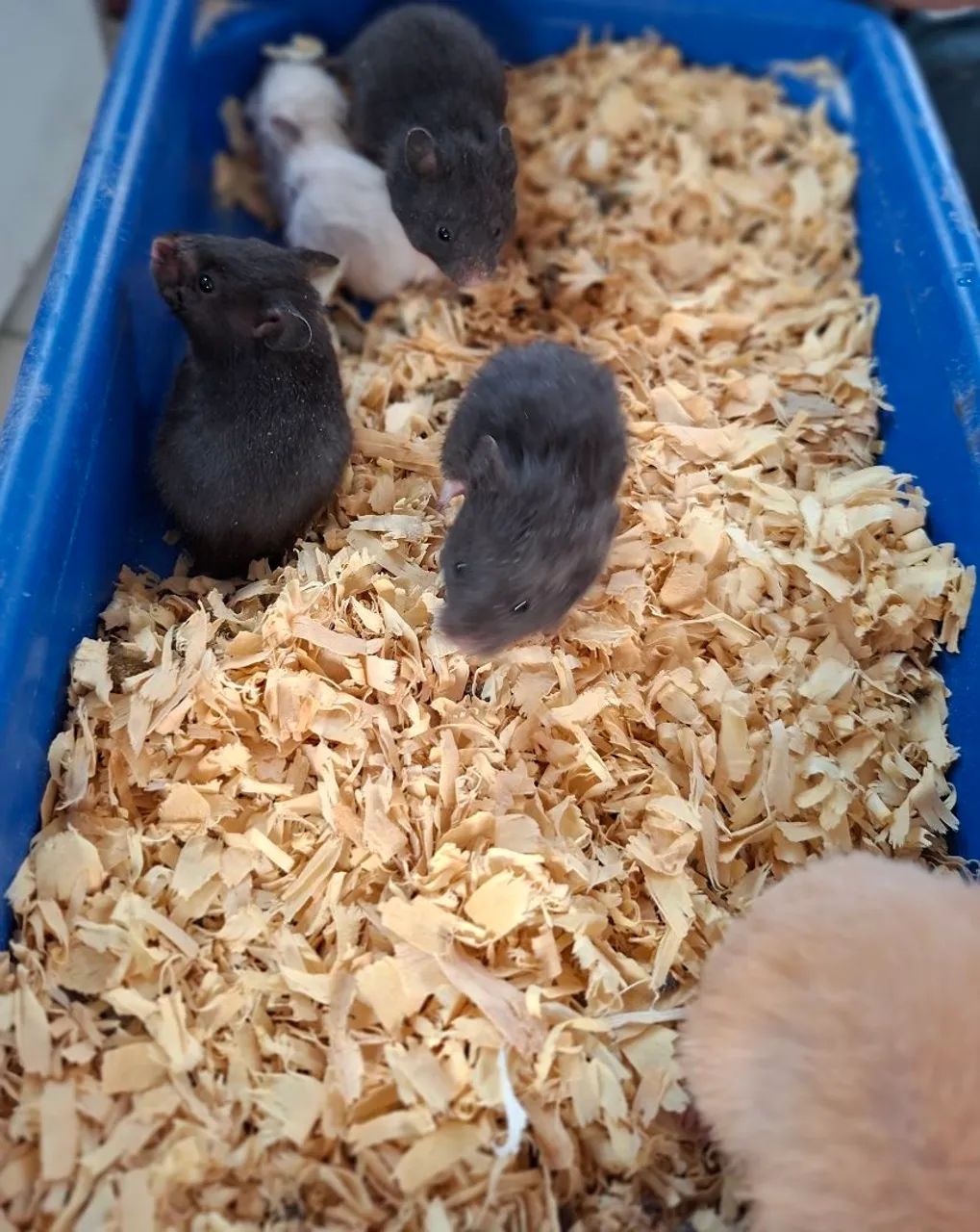 Hamster sírio  - Foto 2