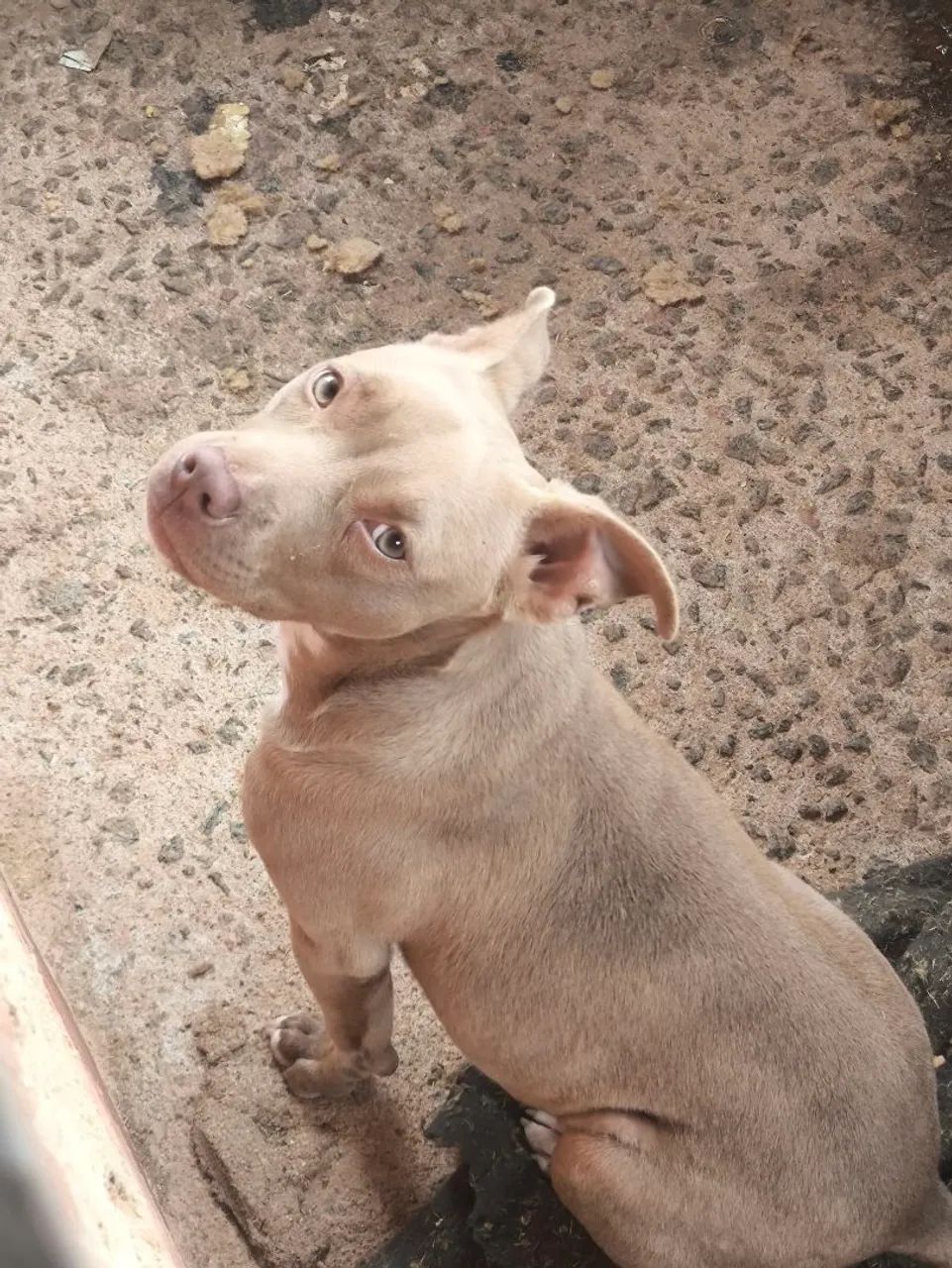 Pit Bull para adoção 