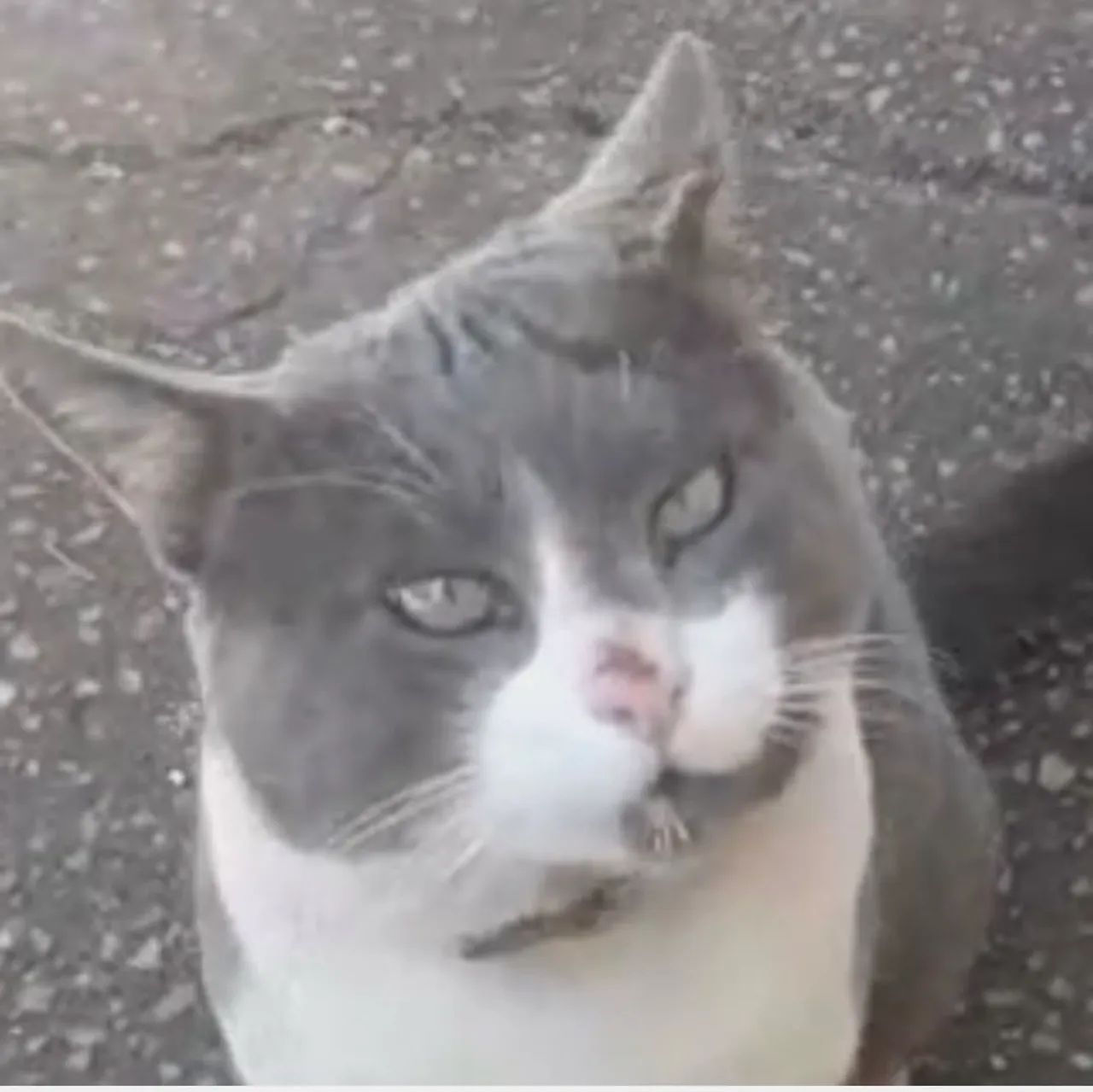 Lindo Tom para adoção 