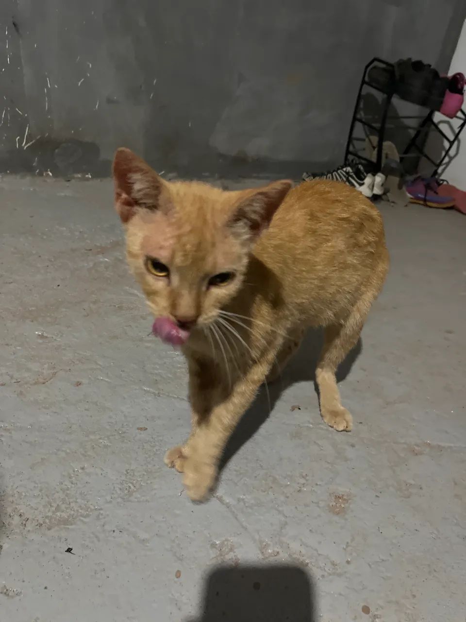 Doação de gatas - Foto 5