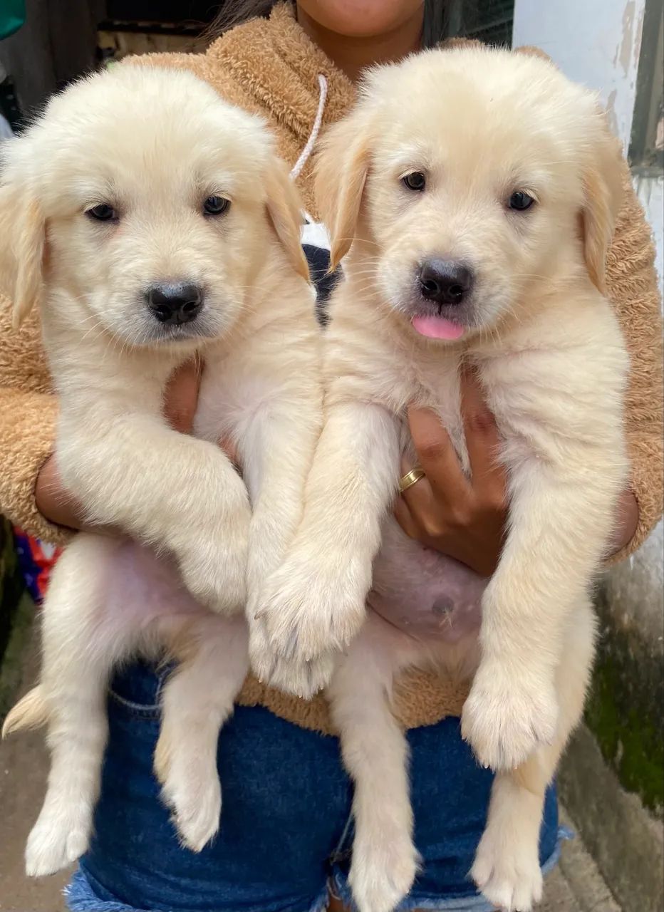 Golden Retriever  - Foto 2