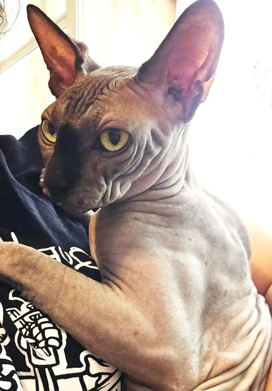 Gato Sphynx (gato sem pelo) - Foto 2