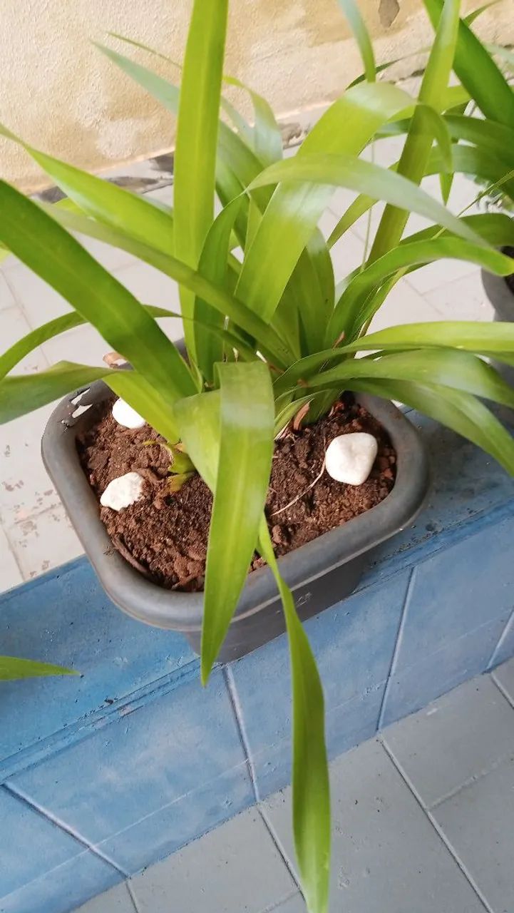 Orquidea - Foto 2