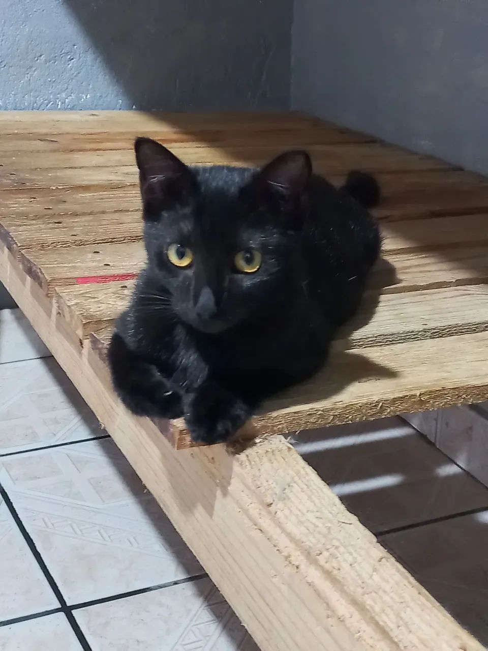 Gata para adoção  - Foto 2