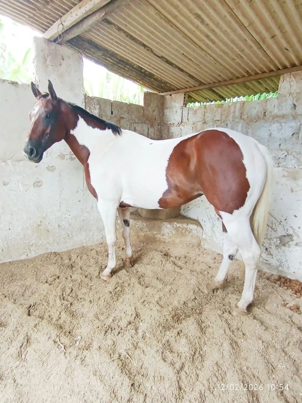 Égua Paint Horse  - Foto 2