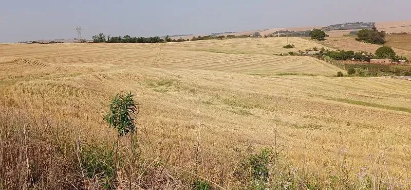 TERRA ROXA - Área Rural 4 Alqueires - Foto 4