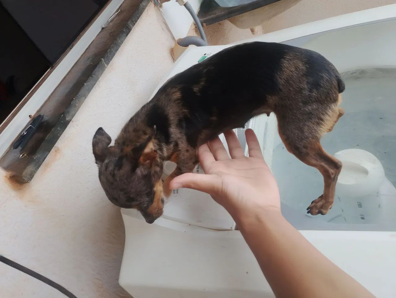Pinscher 0 - Foto 2