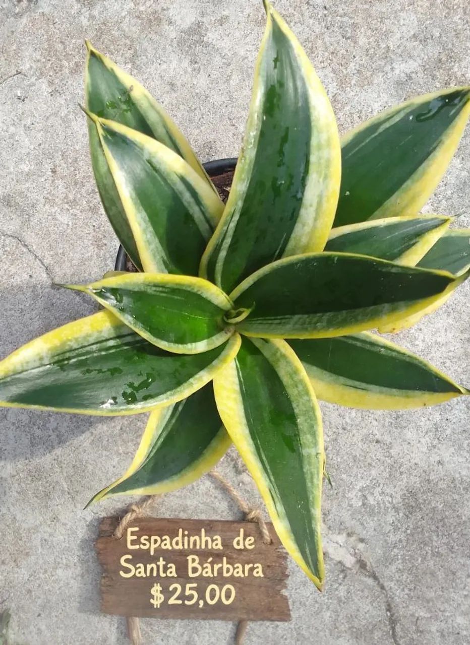 Plantas ornamentais  - Foto 2