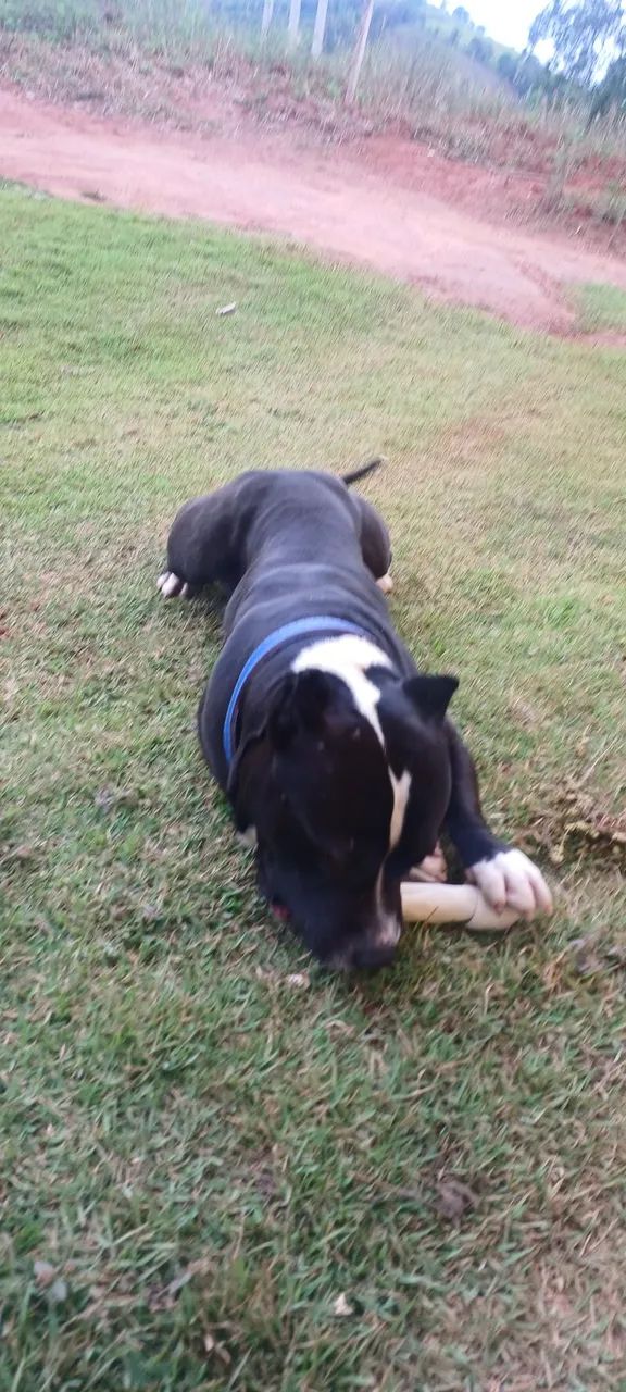 Doação de cachorro ?  - Foto 2