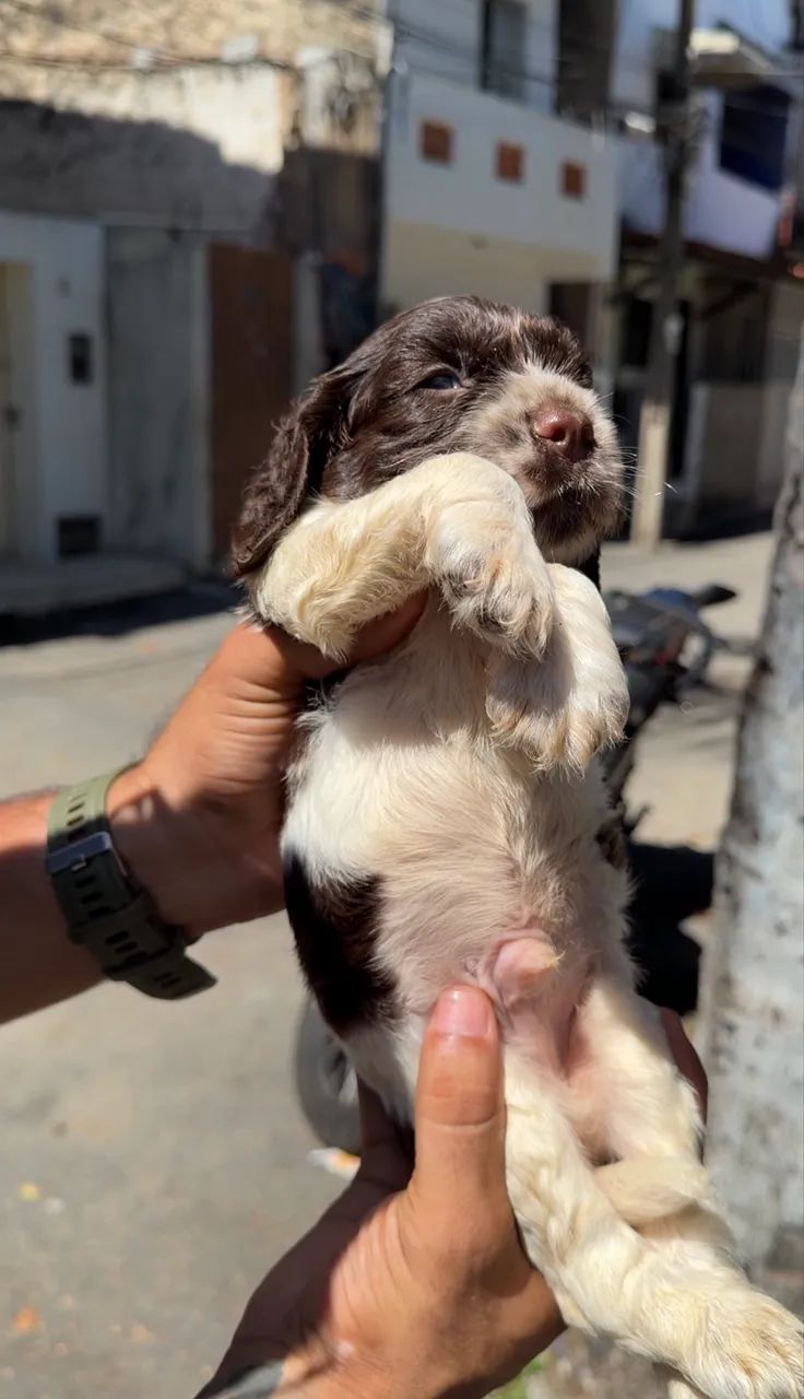 cocker spaniel