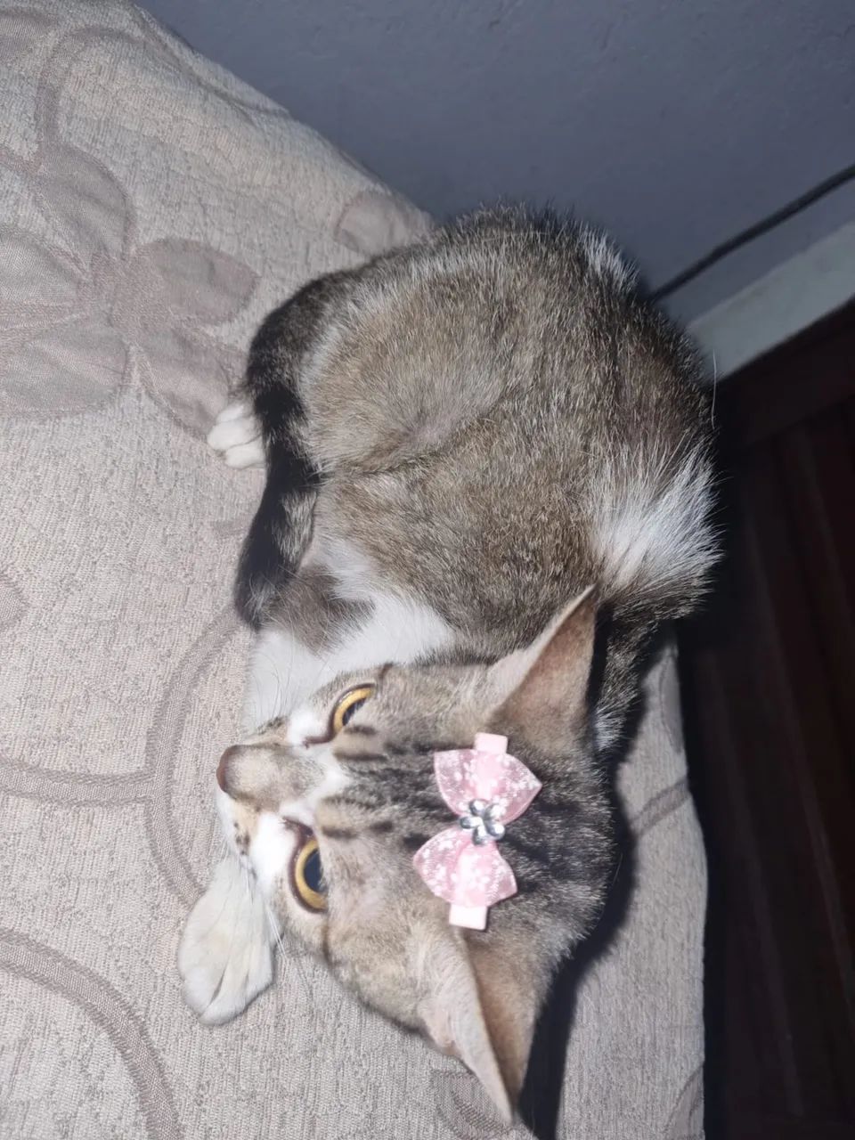 Doa-se gatinha 10 meses castrada  - Foto 3