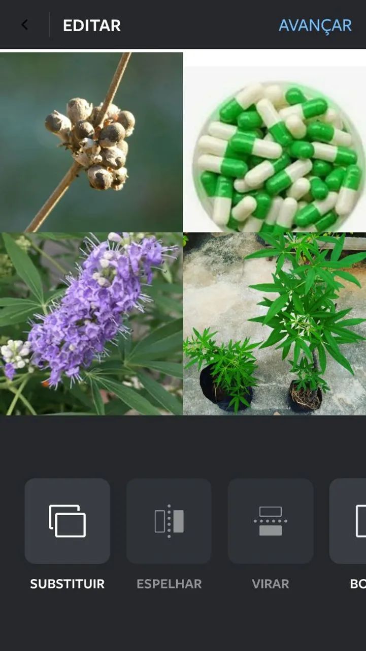 Mudas de Vitex Agnus Castus - Foto 2