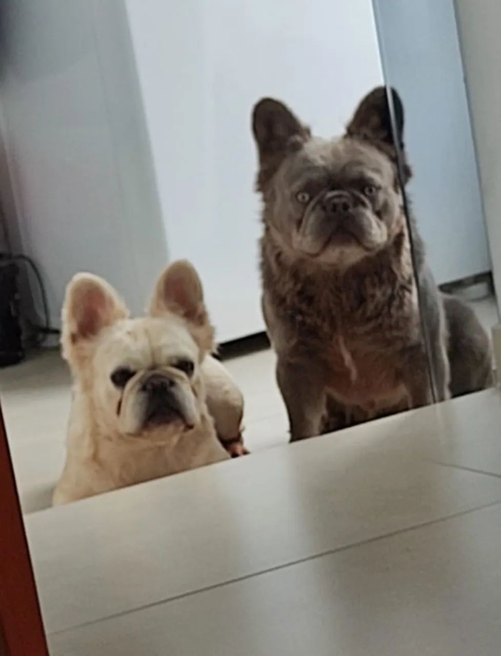 FILHOTE DE BULDOGUE FRANCÊS FLUFFY - Foto 5