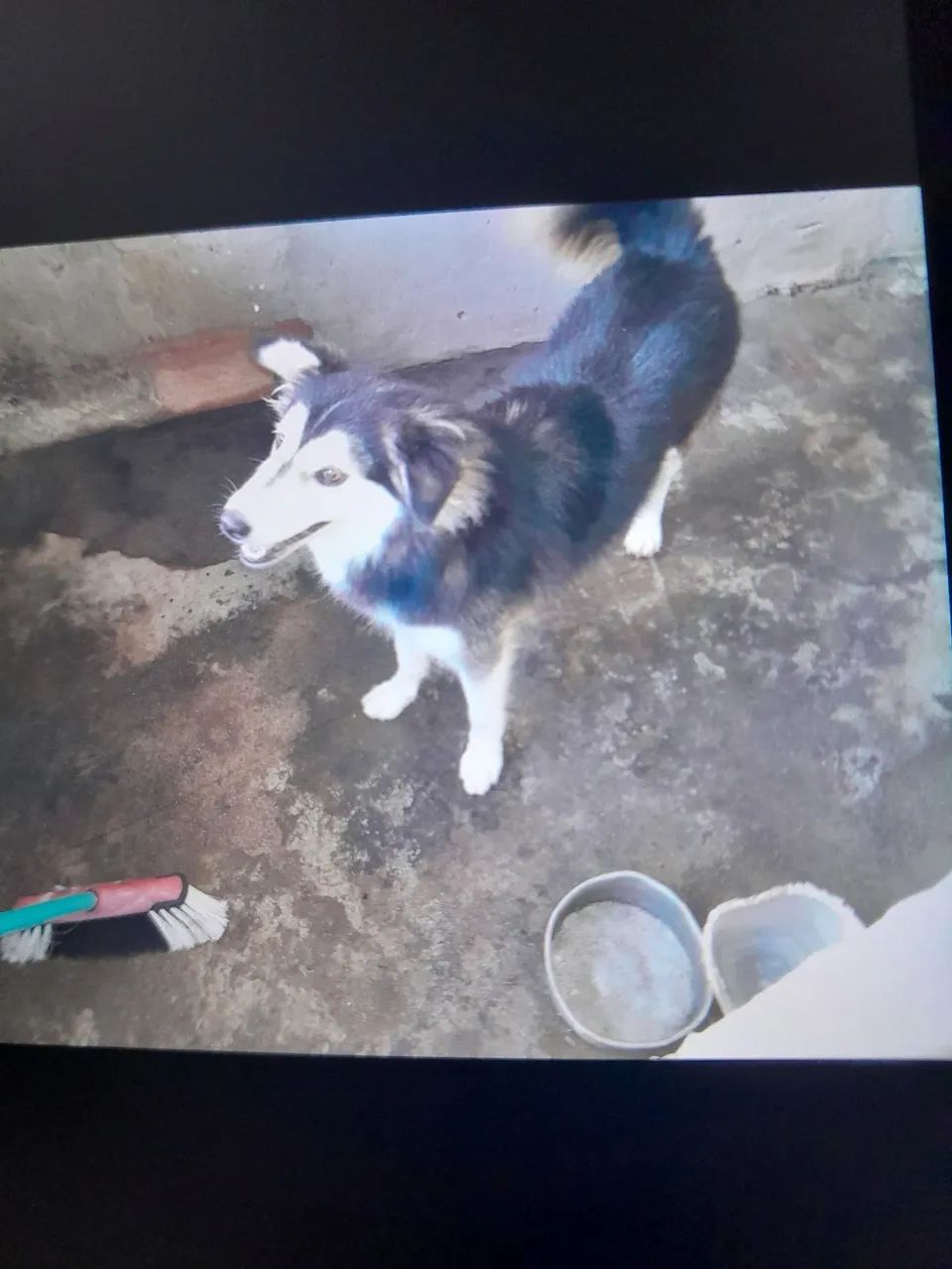 Vendo uma husky siberiano 