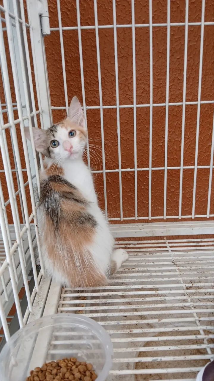 Gata tricolor bebe pra adoção  - Foto 2