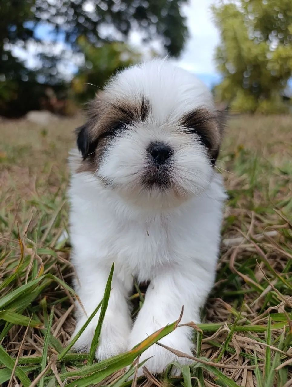 ShihTzu  - Foto 2