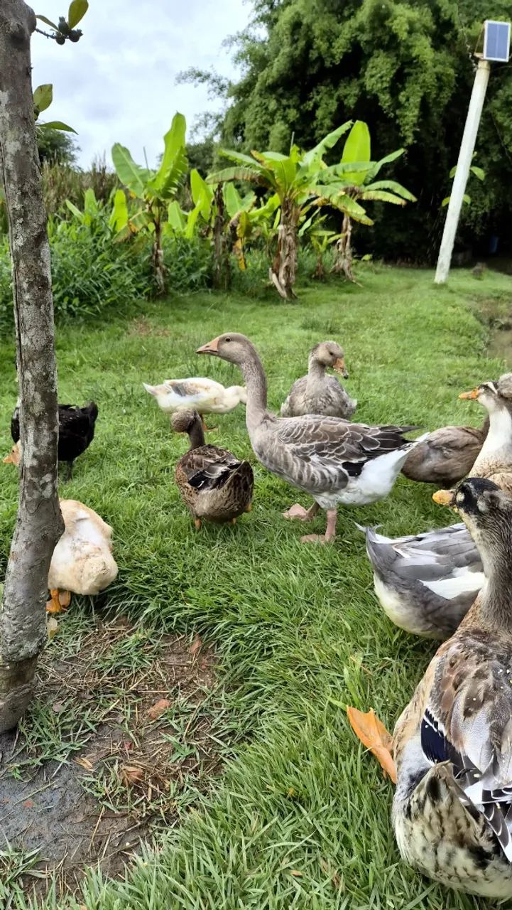 Marreco pompom jovem - Foto 5