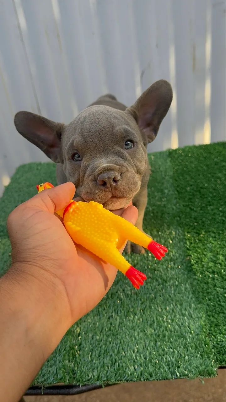 American Bully Exótico - Foto 5