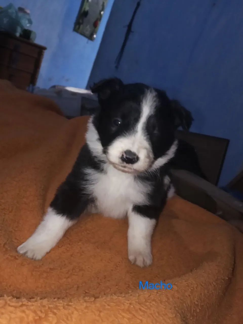Boder Collie filhotes  - Foto 2